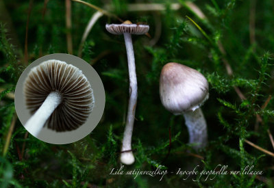 Lila satijnvezelkop - Inocybe geophylla var.lilacea