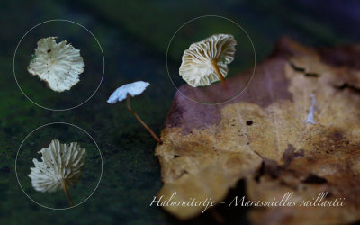 Halmruitertje - Marasmiellus vaillantii