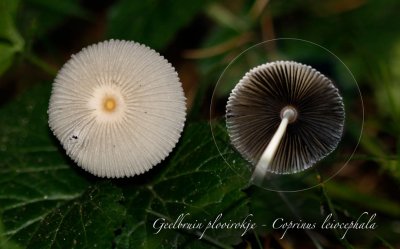 Geelbruin plooirokje - Coprinus leiocephala