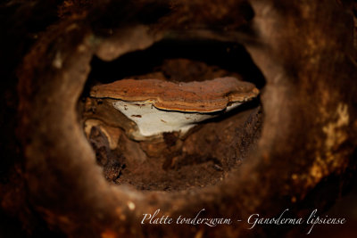 Platte tonderzwam - Ganoderma lipsiense