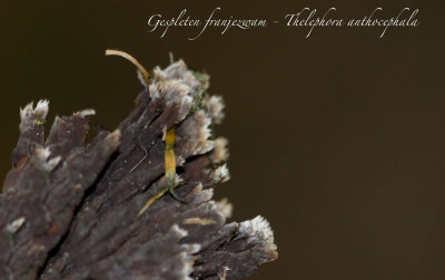Gespleten franjezwam - Thelephora anthocephala