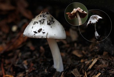 Gewone beurszwam - Volvariella gloiocephala