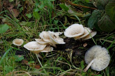 Tijgertaaiplaat - Lentinus tigrinus