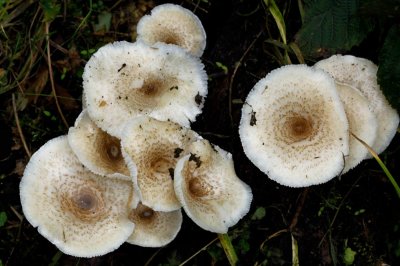 Tijgertaaiplaat - Lentinus tigrinus