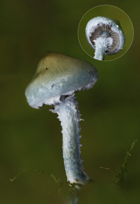 Echte kopergroenzwam - Psilocybe aeruginosa