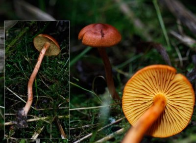 Koperrode gordijnzwam - Cortinarius uliginosus
