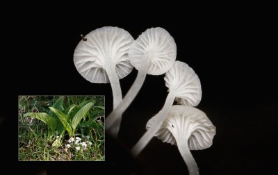 Smeerwortelmycena - Hemimycena candida