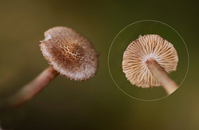 Violetbruine vezelkop - Inocybe cincinnata