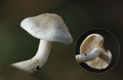 Radijsvaalhoed - Hebeloma crustuliniforme