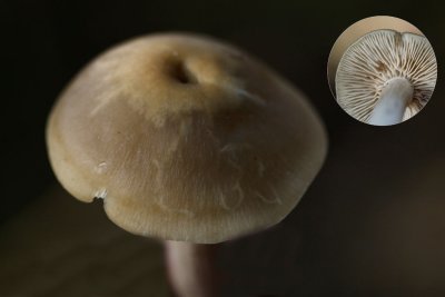  Stinksatijnzwam - Entoloma rhodopolium f. nidorosum