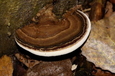 Echte tonderzwam - Fomes fomentarius