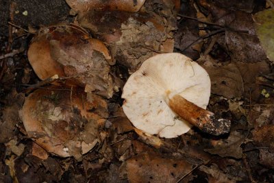 Bruine Bundelridderzwam - Lyophyllum decastes