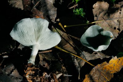Groene-anijstrechterzwam---Clitocybe-odora77.jpg
