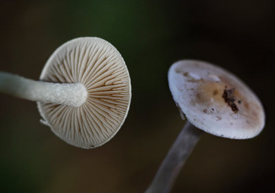 Opaalvaalhoed - Hebeloma velutipes