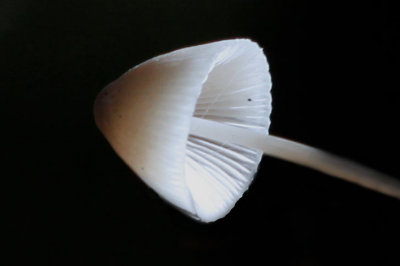 Papilmycena - Mycena vitilis