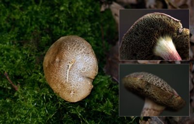 Purperbruine Fluweelboleet - Boletus pruinatus