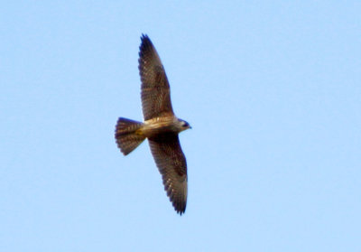 Slechtvalk - Falco peregrinus