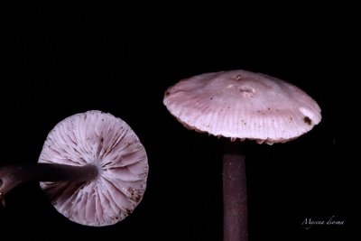 Donker elfenschermpje - Mycena diosma