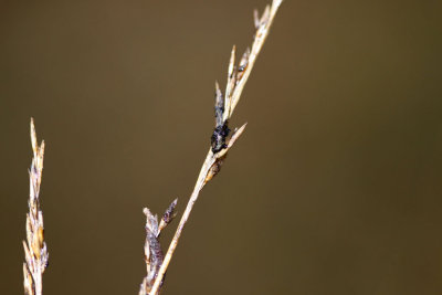 Echt moederkoren - Claviceps-purpurea