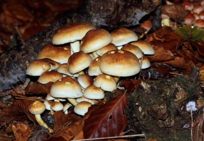 Gewone zwavelkop - Hypholoma fasciculare