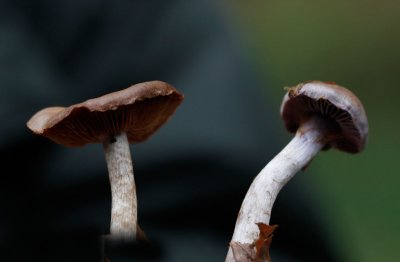 Vaaggegordelde gordijnzwam - Cortinarius anomalus