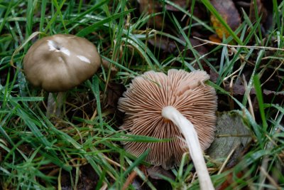 Grauwe Bossatijnzwam - Entoloma rhodopolium