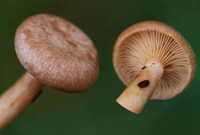 Kokosmelkzwam - Lactarius glyciosmus