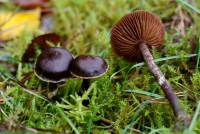 Eikelkleurige Gordijnzwam - Cortinarius brunneus var. glandicolor