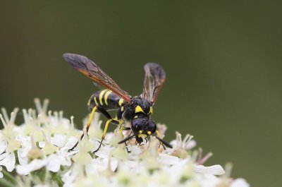 Tenthredo omissa  - bladwesp