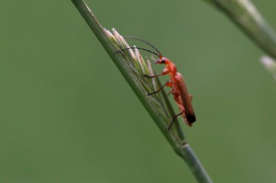 Rood soldaatje - Rhagonycha-fulva