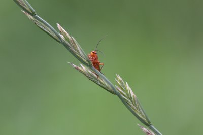 Rood soldaatje - Rhagonycha-fulva