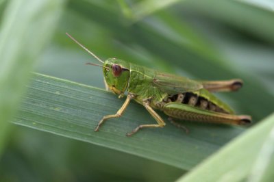 Krasser - Chorthippus parallelus