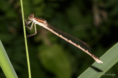 Bruine winterjuffer - Sympecma fusca