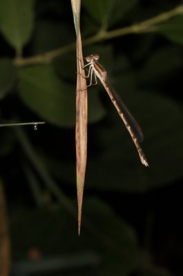Bruine winterjuffer - Sympecma fusca