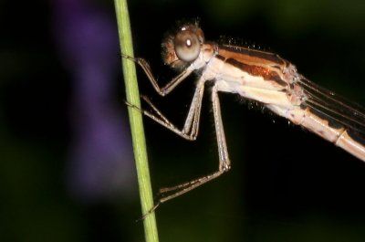 Bruine winterjuffer - Sympecma fusca