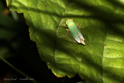 Groene Cicade-Cicadella viridis