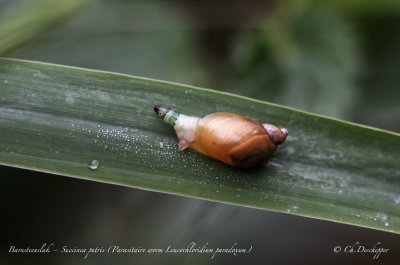 Barnsteenslak met parasiet
