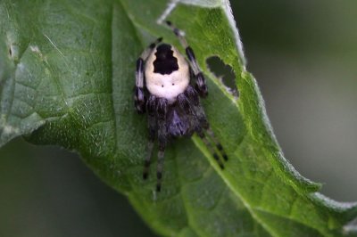 Marmerspin - Araneus marmoreus