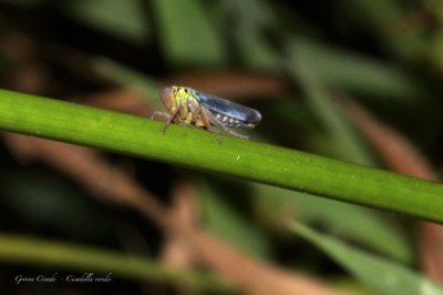 Groene Cicade-Cicadella viridis