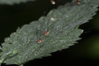 Hooiwagen - Phalangium opilio