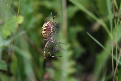 Tijgerspin - Argiope bruennichi