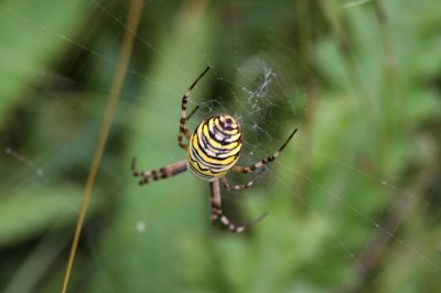 Tijgerspin - Argiope bruennichi