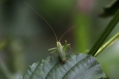 Struiksprinkhaan- Leptophyes punctatissima