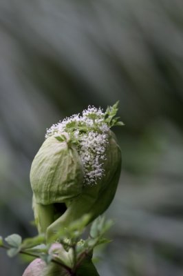 Gewone berenklauw - Heracleum sphondylium