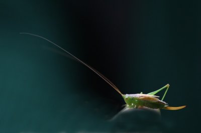 Gewoon spitskopje - Conocephalus dorsalis