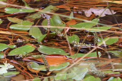 Drijvend fonteinkruid - Potamogeton natans