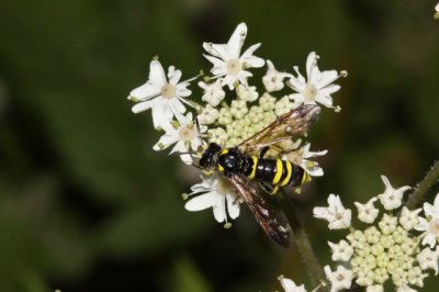 Tenthredo omissa  - bladwesp