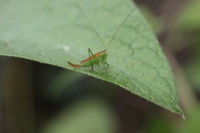 Gewoon spitskopje - Conocephalus dorsalis