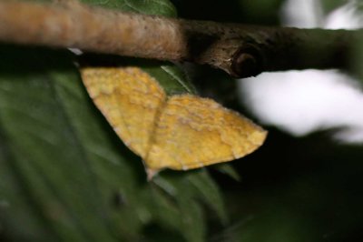 Gestreepte goudspanner - Camptogramma bilineata