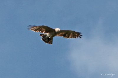 Slangenarend, Circaetus gallicus, Short-toed Eagle